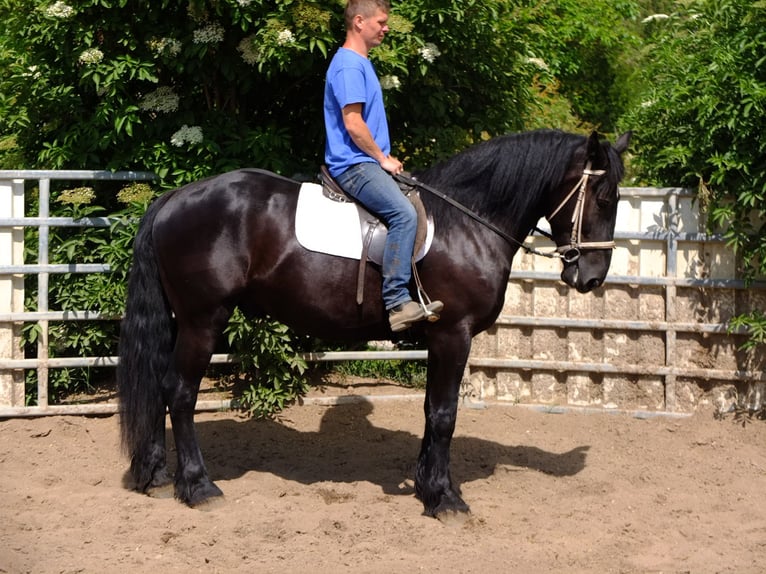 Friesen Mix Wallach 3 Jahre 165 cm Rappe in Buttstädt