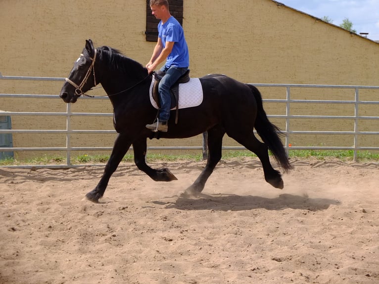 Friesen Mix Wallach 3 Jahre 165 cm Rappe in Buttstädt