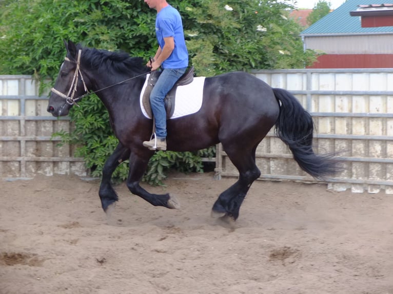 Friesen Mix Wallach 3 Jahre 165 cm Rappe in Buttstädt