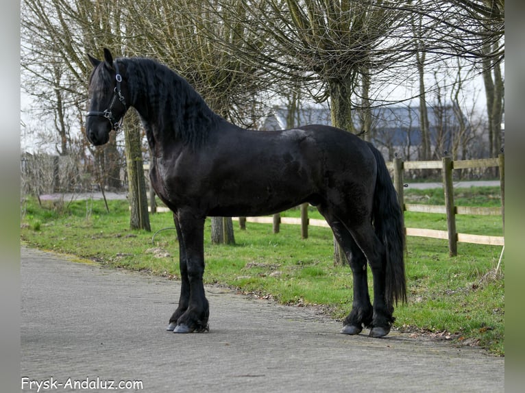 Friesen Wallach 3 Jahre 166 cm Rappe in Mijnsheerenland