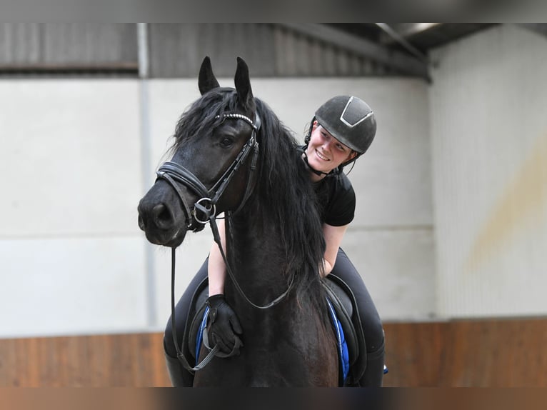 Friesen Wallach 3 Jahre 166 cm Rappe in Mijnsheerenland