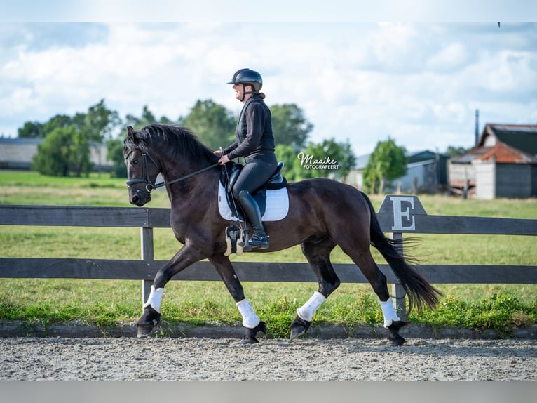 Friesen Wallach 3 Jahre 167 cm Rappe in Zevenhoven