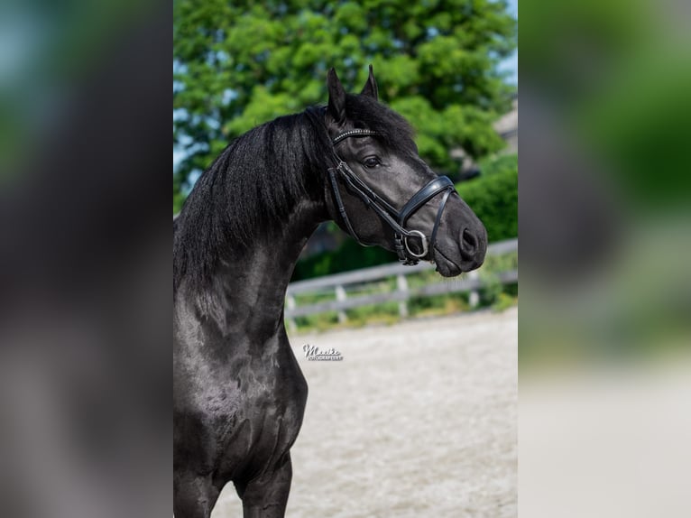 Friesen Wallach 3 Jahre 167 cm Rappe in Zevenhoven