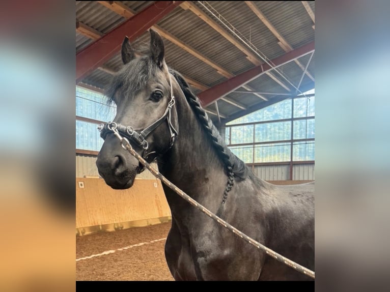 Friesen Wallach 3 Jahre 168 cm Rappe in Bad Salzuflen