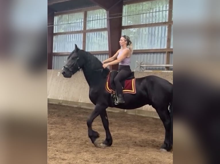 Friesen Wallach 3 Jahre 168 cm Rappe in Bad Salzuflen