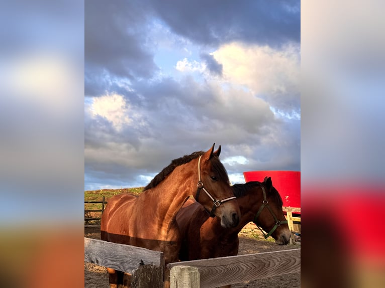 Friesen Mix Wallach 3 Jahre 170 cm Rotbrauner in Gap