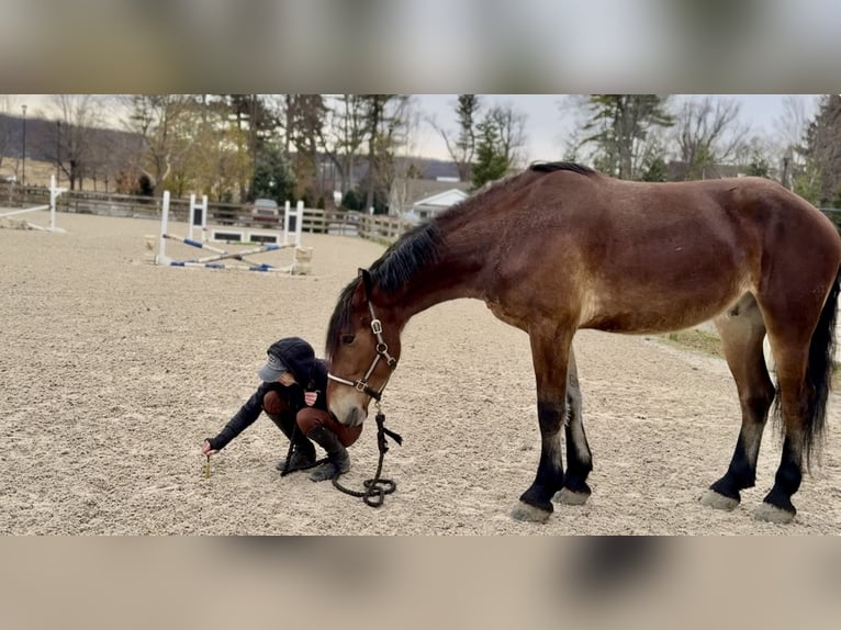 Friesen Mix Wallach 3 Jahre 170 cm Rotbrauner in Gap