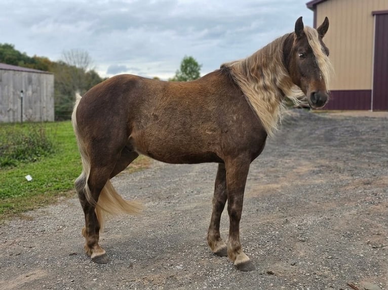 Friesen Wallach 3 Jahre Champagne in Lyons