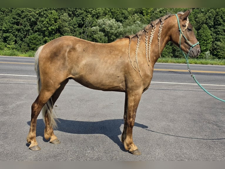 Friesen Wallach 3 Jahre Champagne in Lyons