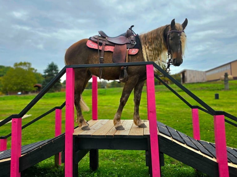 Friesen Wallach 3 Jahre Champagne in Lyons