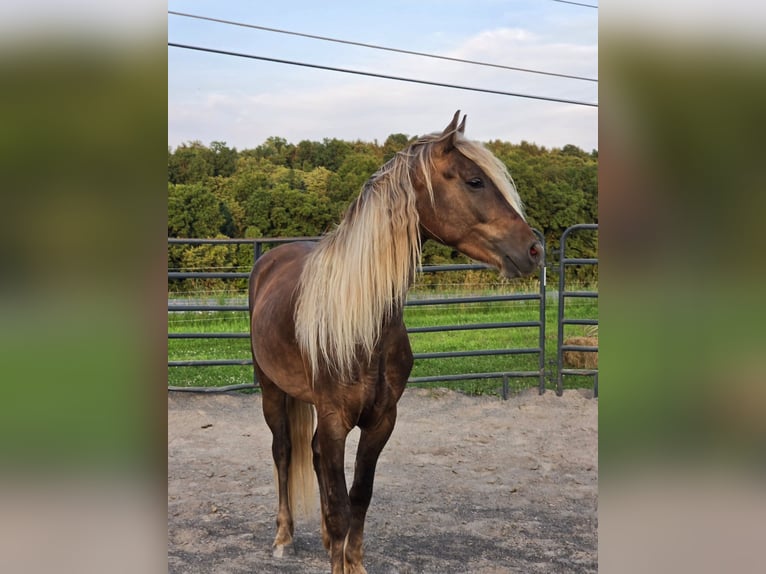 Friesen Wallach 3 Jahre Champagne in Lyons