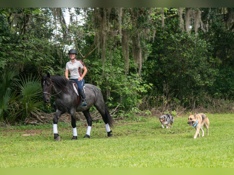 Friesen Mix Wallach 3 Jahre Roan-Blue in Ocala