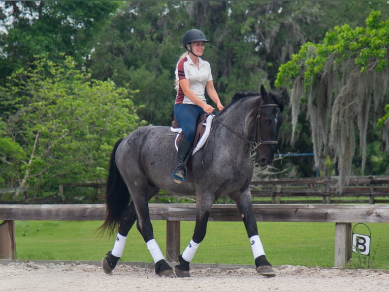 Friesen Mix Wallach 3 Jahre Roan-Blue in Ocala