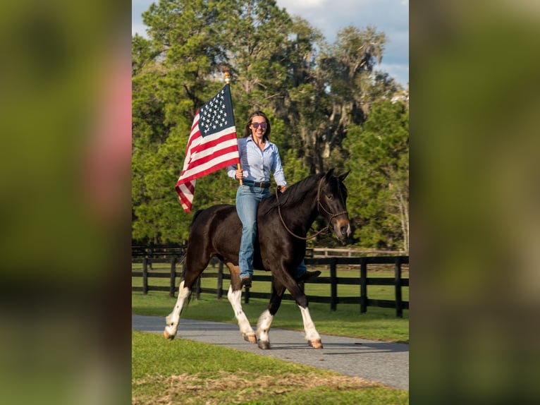 Friesen Mix Wallach 4 Jahre 140 cm in Ocala, FL