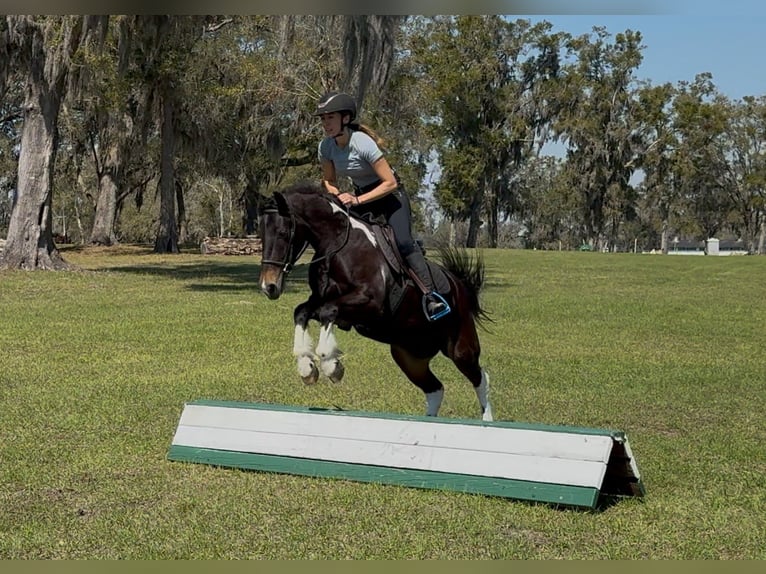 Friesen Mix Wallach 4 Jahre 140 cm in Ocala, FL