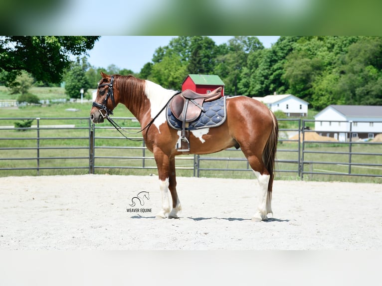 Friesen Mix Wallach 4 Jahre 142 cm in Fredericksburg, OH