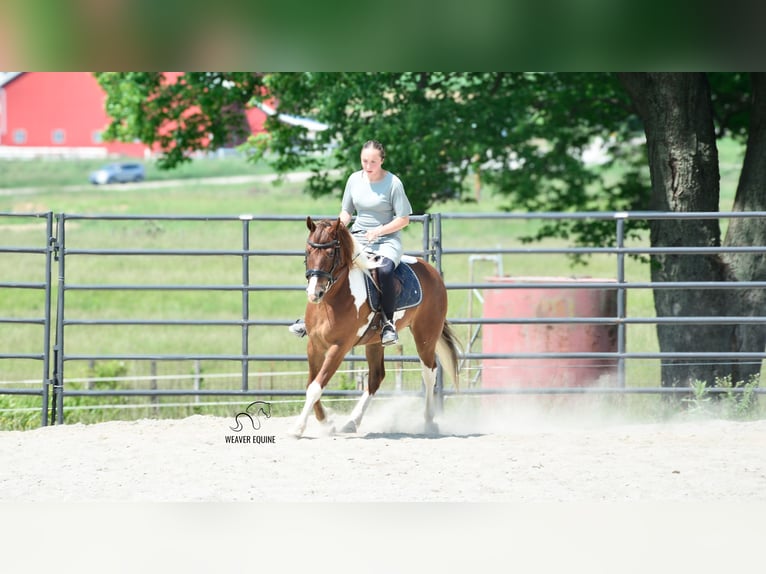 Friesen Mix Wallach 4 Jahre 142 cm in Fredericksburg, OH