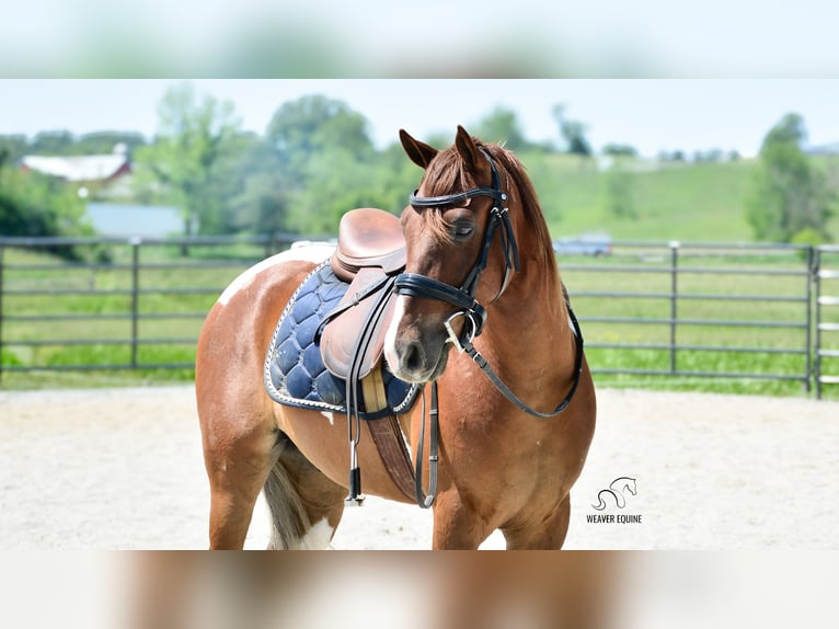 Friesen Mix Wallach 4 Jahre 142 cm in Fredericksburg, OH