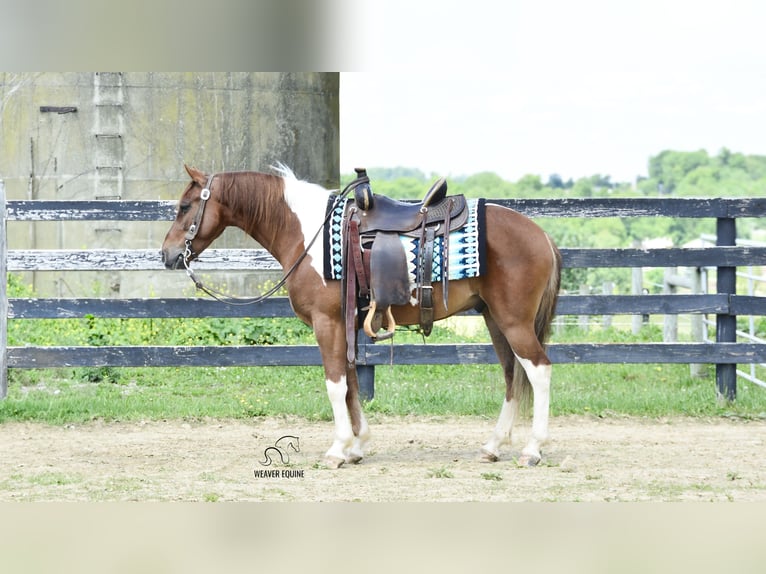 Friesen Mix Wallach 4 Jahre 142 cm in Fredericksburg, OH