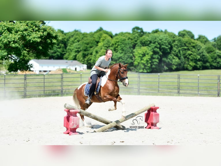 Friesen Mix Wallach 4 Jahre 142 cm in Fredericksburg, OH