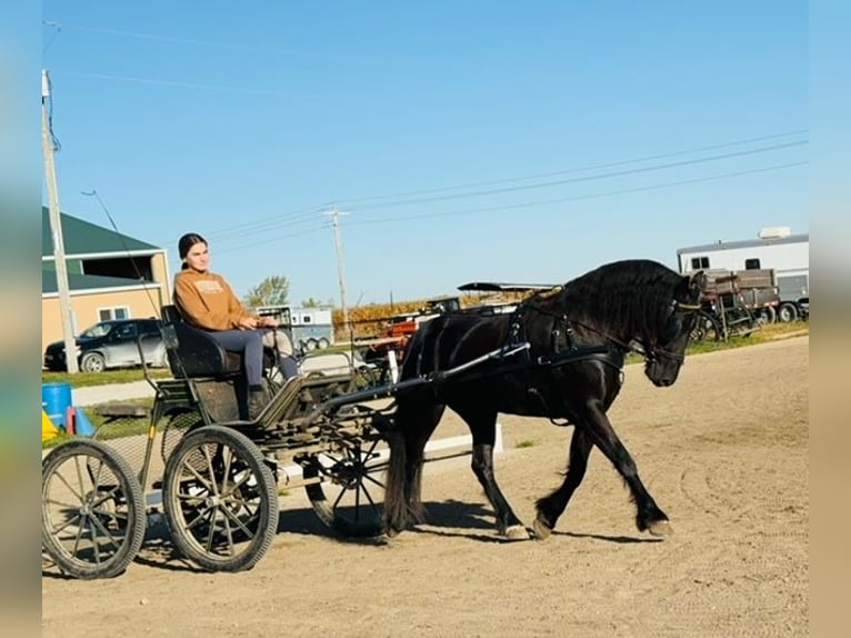 Friesen Mix Wallach 4 Jahre 150 cm Rappe in Cambridge, IA