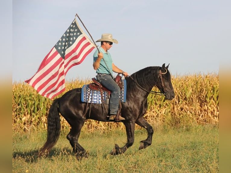 Friesen Mix Wallach 4 Jahre 150 cm Rappe in Cambridge, IA