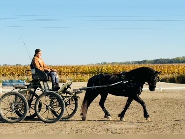 Friesen Mix Wallach 4 Jahre 150 cm Rappe in Cambridge, IA