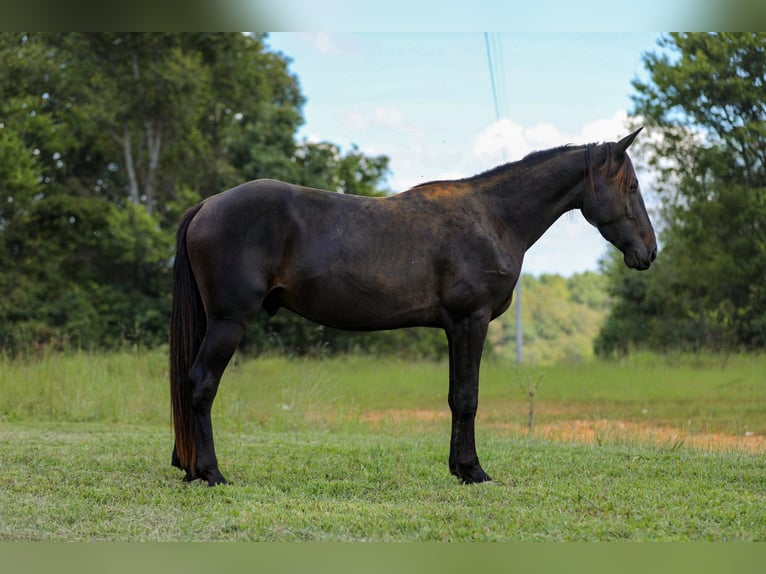 Friesen Wallach 4 Jahre 152 cm Rappe in Santa Fe