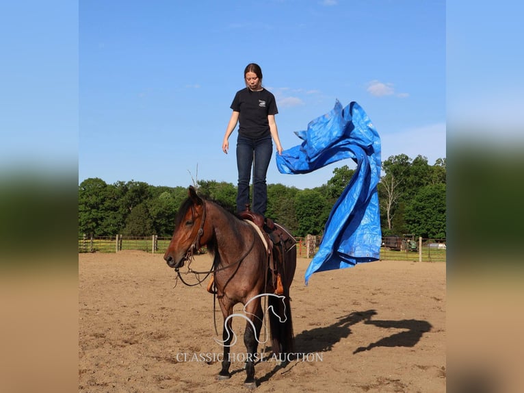 Friesen Wallach 4 Jahre 152 cm Rotbrauner in Auburn, KY