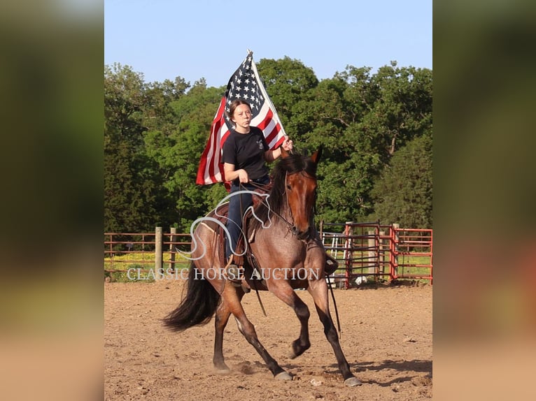 Friesen Wallach 4 Jahre 152 cm Rotbrauner in Auburn, KY