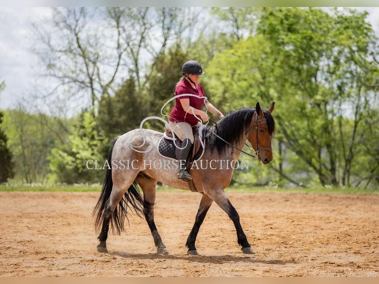 Friesen Wallach 4 Jahre 152 cm Rotbrauner in Auburn, KY