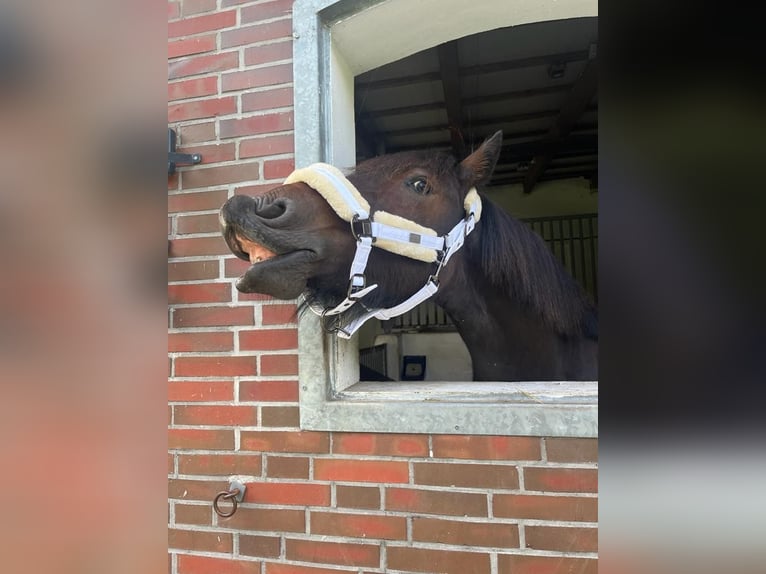 Friesen Mix Wallach 4 Jahre 155 cm Brauner in Jever