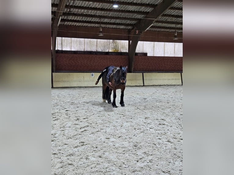 Friesen Mix Wallach 4 Jahre 155 cm Brauner in Jever