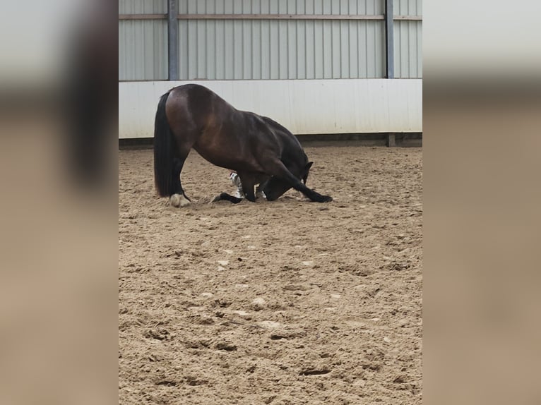 Friesen Mix Wallach 4 Jahre 155 cm Brauner in Jever