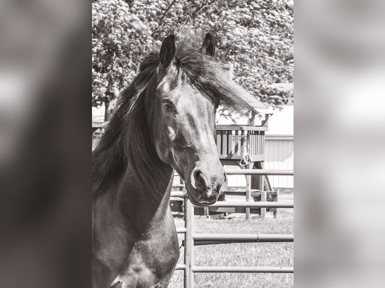 Friesen Mix Wallach 4 Jahre 155 cm Rappe in North Ridgeville, OH