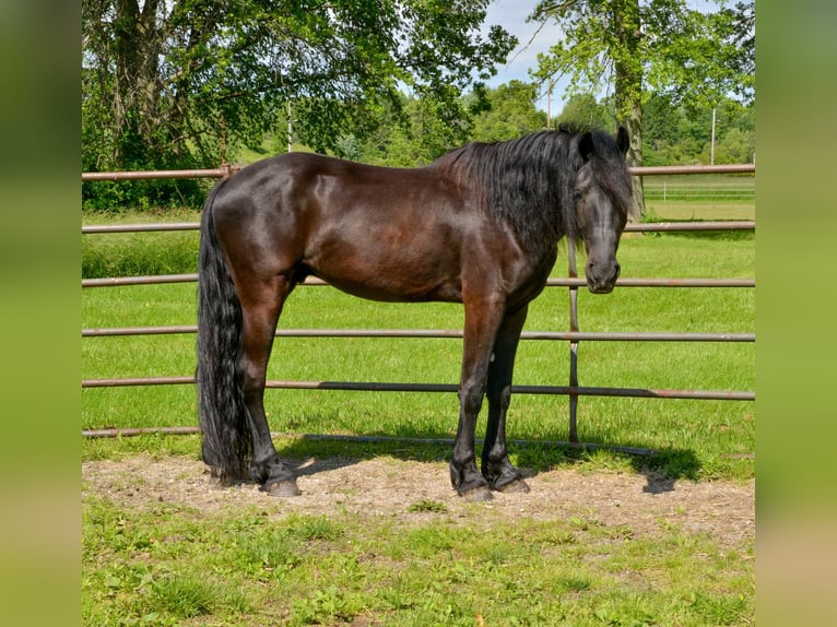 Friesen Mix Wallach 4 Jahre 155 cm Rappe in North Ridgeville, OH