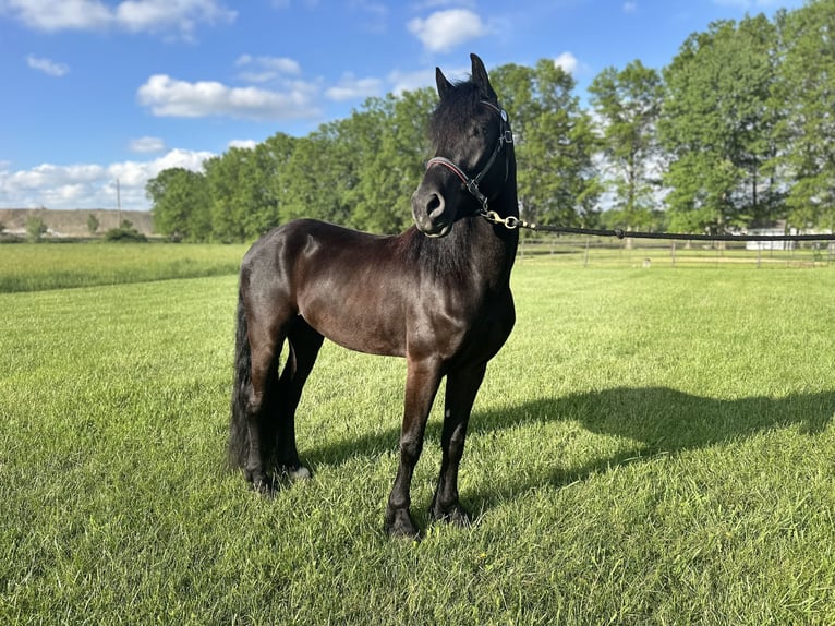 Friesen Mix Wallach 4 Jahre 155 cm Rappe in North Ridgeville, OH