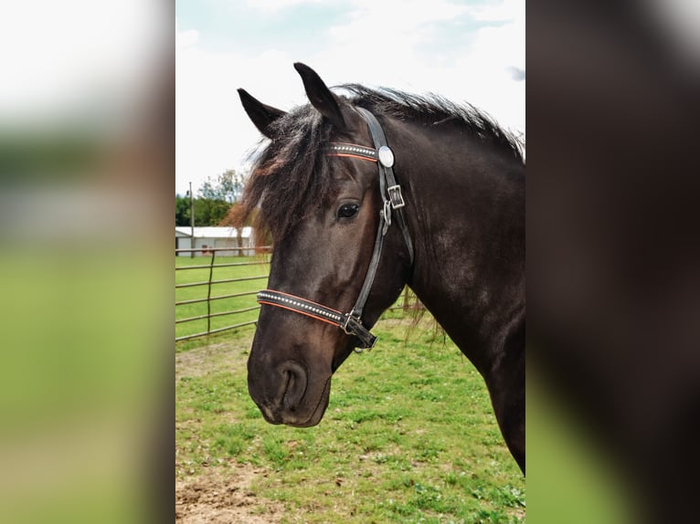 Friesen Mix Wallach 4 Jahre 155 cm Rappe in North Ridgeville, OH