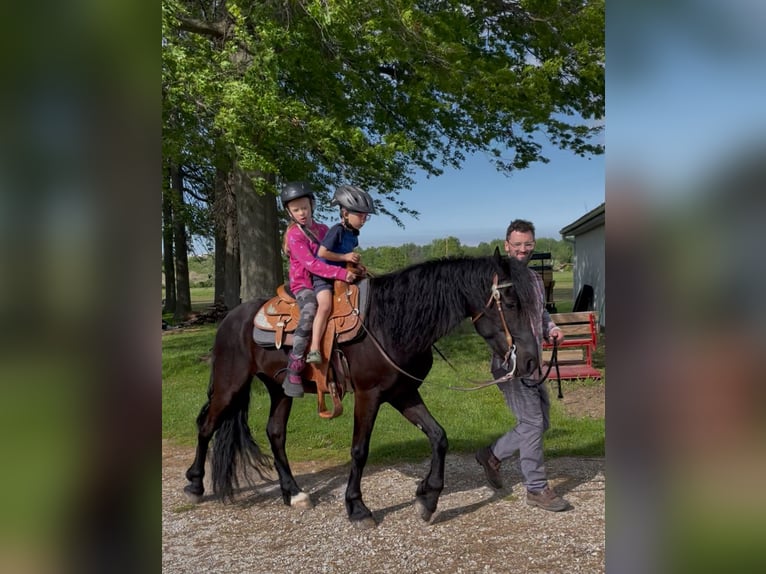 Friesen Mix Wallach 4 Jahre 155 cm Rappe in North Ridgeville, OH
