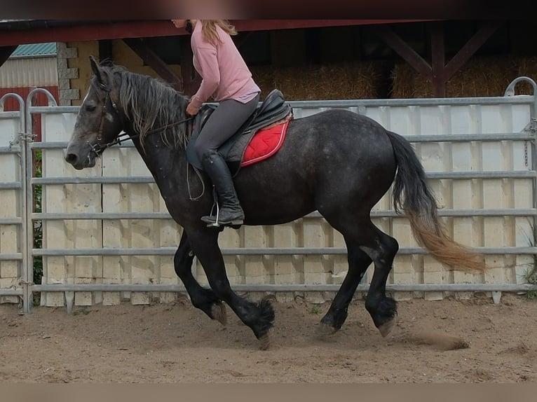 Friesen Mix Wallach 4 Jahre 155 cm Rappschimmel in Rudersdorf