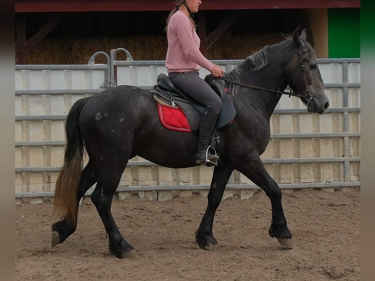 Friesen Mix Wallach 4 Jahre 155 cm Rappschimmel in Rudersdorf
