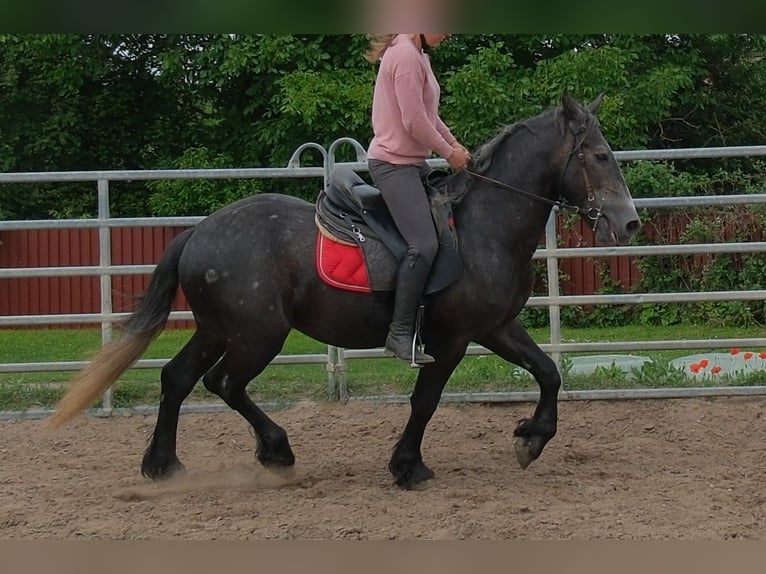 Friesen Mix Wallach 4 Jahre 155 cm Rappschimmel in Rudersdorf