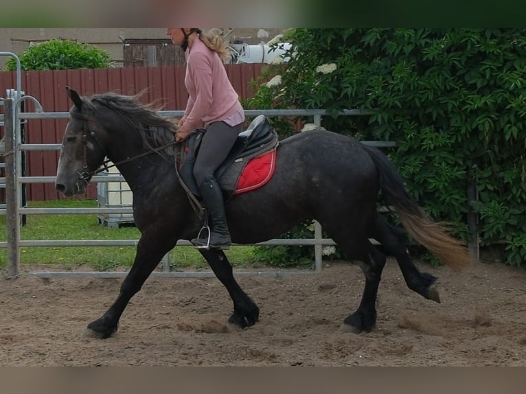 Friesen Mix Wallach 4 Jahre 155 cm Rappschimmel in Rudersdorf