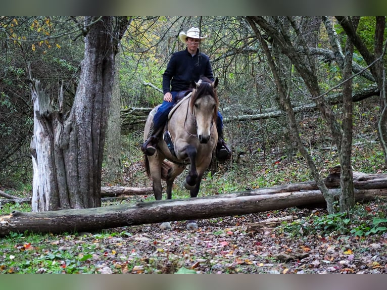 Friesen Mix Wallach 4 Jahre 157 cm Buckskin in Sugarcreek