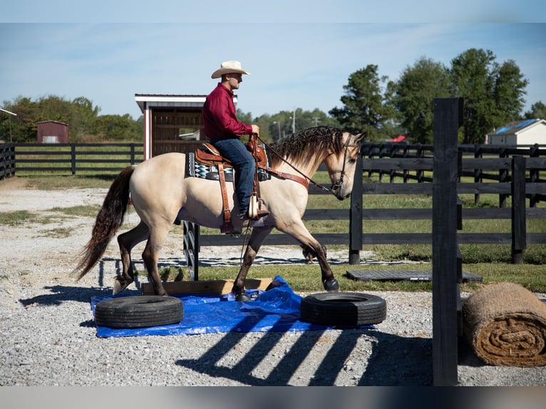 Friesen Wallach 4 Jahre 157 cm Buckskin in Hopkinsville