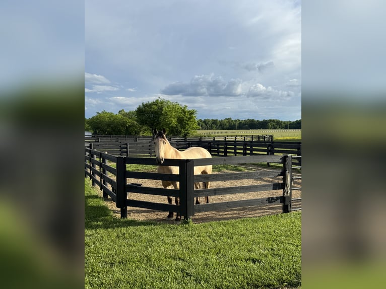 Friesen Wallach 4 Jahre 157 cm Buckskin in Hopkinsville