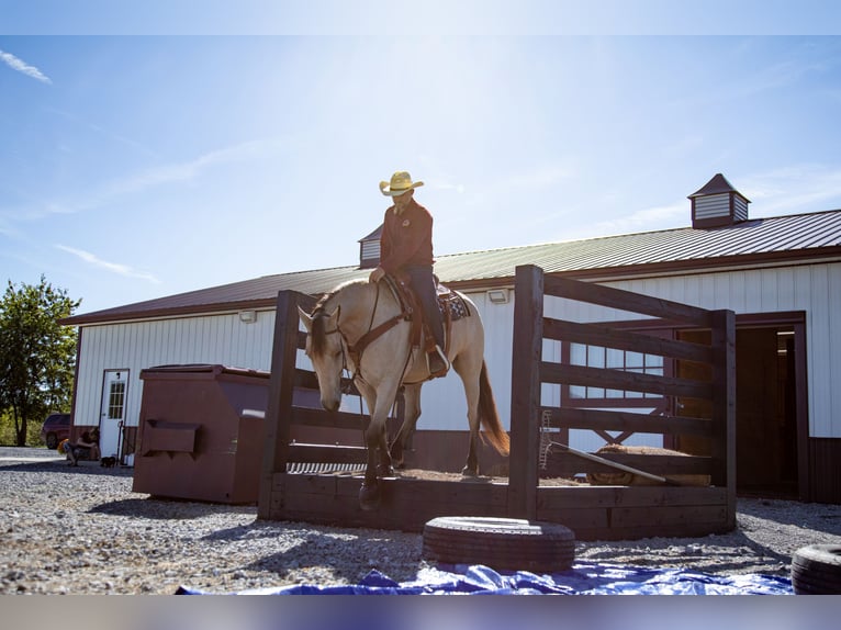 Friesen Wallach 4 Jahre 157 cm Buckskin in Hopkinsville