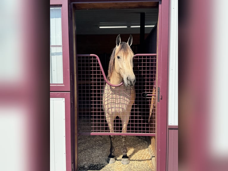 Friesen Wallach 4 Jahre 157 cm Buckskin in Hopkinsville
