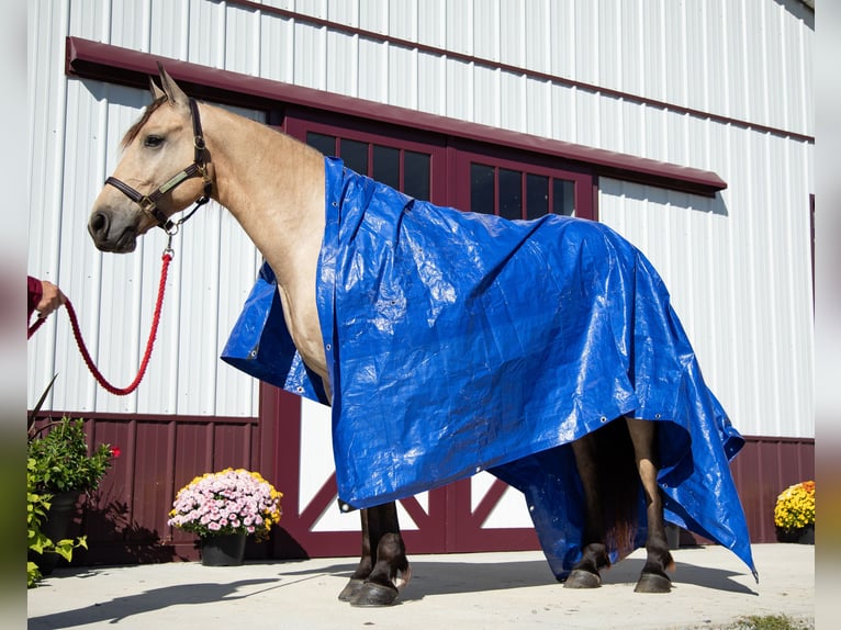 Friesen Wallach 4 Jahre 157 cm Buckskin in Hopkinsville