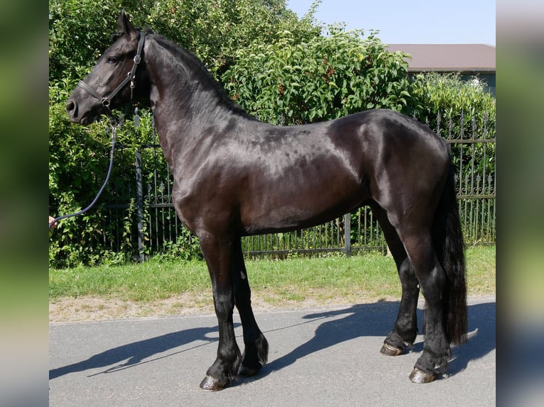 Friesen Mix Wallach 4 Jahre 158 cm Rappe in Dorsten